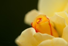 “RosenTraum” – (Bild 0158)