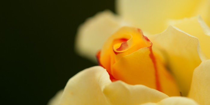 “RosenTraum” – (Bild 0158) “RosenTraum” – (Bild 0158)