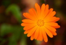“Sonnenglanz” – (Bild 0159)