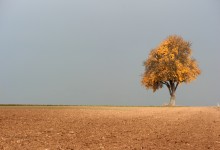 “Herbstgold” – (Bild 0161)