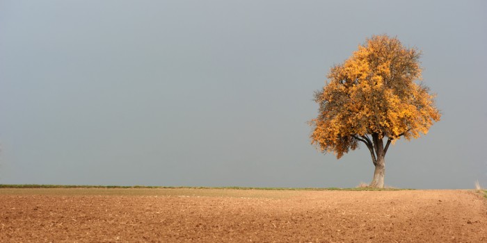 “Herbstgold” – (Bild 0161) “Herbstgold” – (Bild 0161)