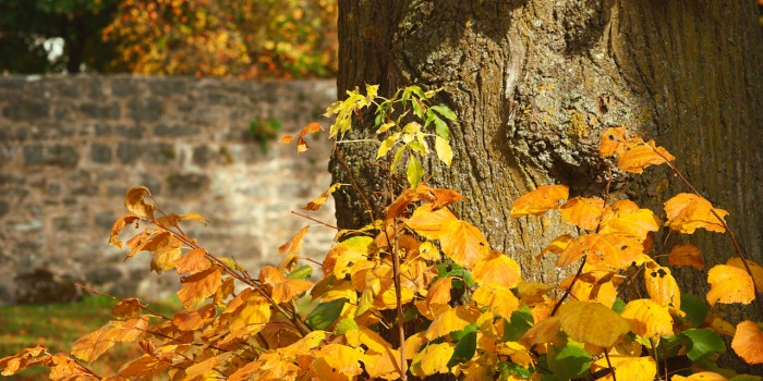 “Herbstblätter als Farbpalette” – (Bild 0162) “Herbstblätter als Farbpalette” – (Bild 0162)