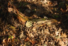 “Waldbodenmagie” – (Bild 0171)
