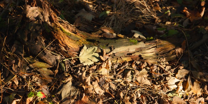 “Waldbodenmagie” – (Bild 0171) “Waldbodenmagie” – (Bild 0171)
