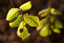 “Herzlicher Gruß im herbstlichen Vergehen” – (Bild 0164) “Herzlicher Gruß im herbstlichen Vergehen” – (Bild 0164)
