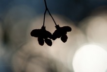“Vereint ins Licht” oder “Batman & Batgirl” – (Bild 0163) “Vereint ins Licht” oder “Batman & Batgirl” – (Bild 0163)
