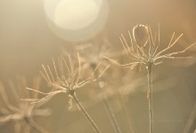 “Doldengerippe bei der Sonnenanbetung” – (Bild 0166) “Doldengerippe bei der Sonnenanbetung” – (Bild 0166)