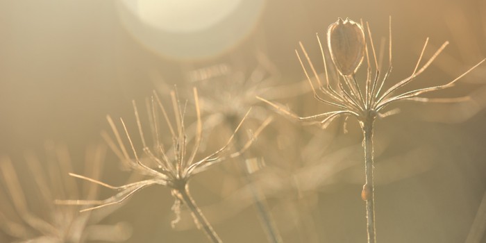 “Doldengerippe bei der Sonnenanbetung” – (Bild 0166) “Doldengerippe bei der Sonnenanbetung” – (Bild 0166)
